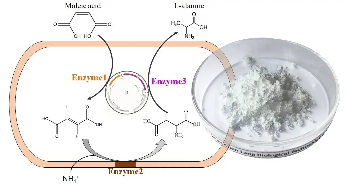 L Alanine 1.jpg
